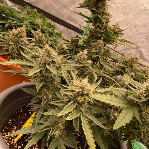 Glue Gelato Auto growlog timeline photo