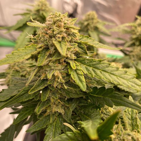 Mimosa x Orange Punch Auto growlog timeline photo