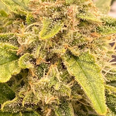 Mimosa x Orange Punch Auto growlog timeline photo