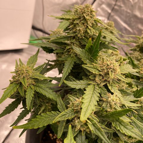 Mimosa x Orange Punch Auto growlog timeline photo