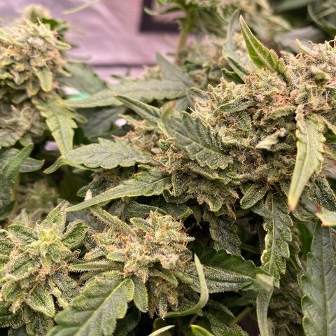 Mimosa x Orange Punch Auto growlog timeline photo