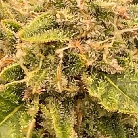 Mimosa x Orange Punch Auto growlog timeline photo