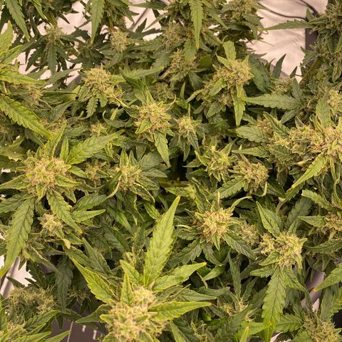 Mimosa x Orange Punch Auto growlog timeline photo