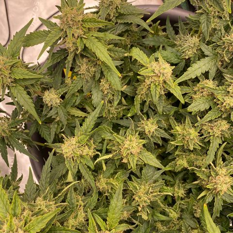 Mimosa x Orange Punch Auto growlog timeline photo