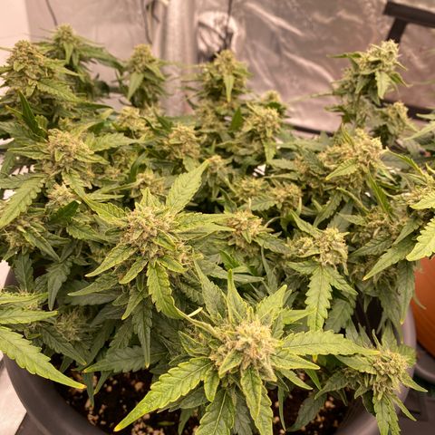 Mimosa x Orange Punch Auto growlog timeline photo