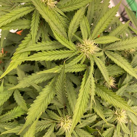 Moby Dick Auto growlog timeline photo