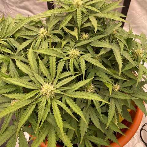 Moby Dick Auto growlog timeline photo