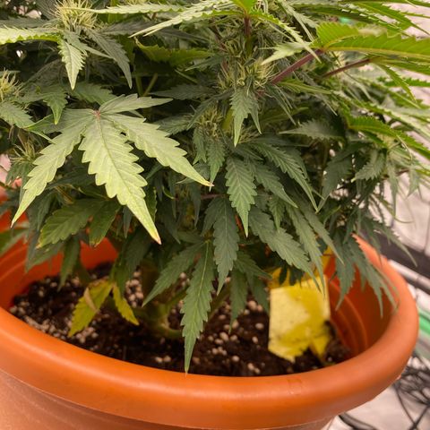 Moby Dick Auto growlog timeline photo