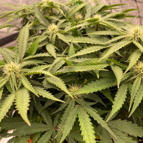 Moby Dick Auto growlog timeline photo