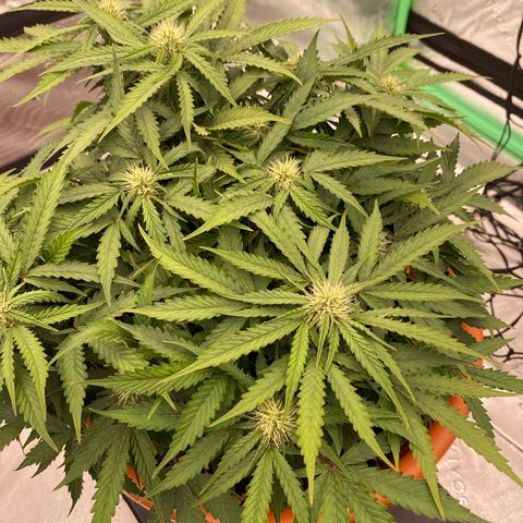 Moby Dick Auto growlog timeline photo