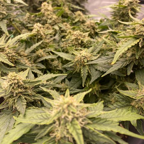 Mimosa x Orange Punch Auto growlog timeline photo