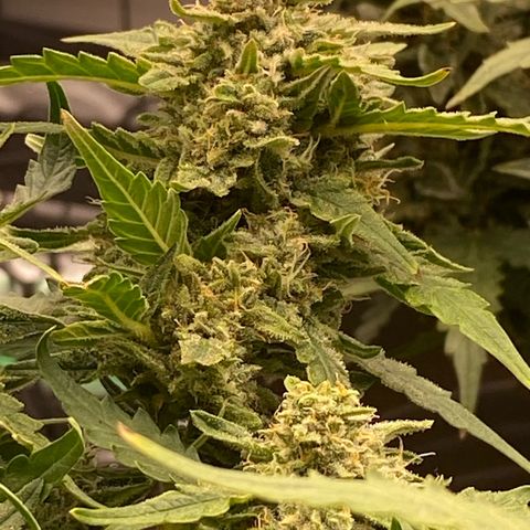 Mimosa x Orange Punch Auto growlog timeline photo