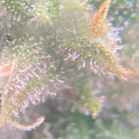 Mimosa x Orange Punch Auto growlog timeline photo