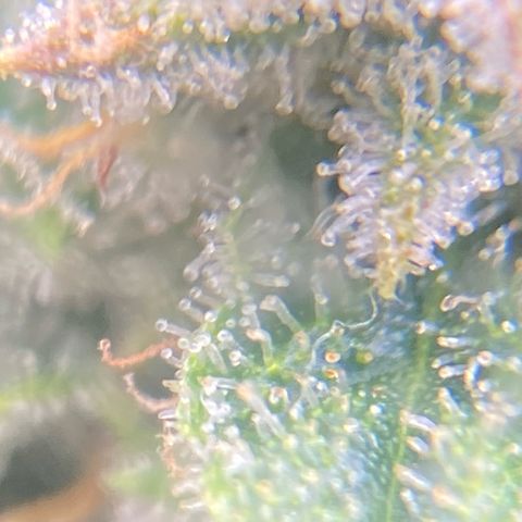 Mimosa x Orange Punch Auto growlog timeline photo