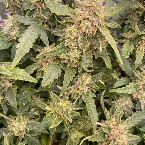 Mimosa x Orange Punch Auto growlog timeline photo