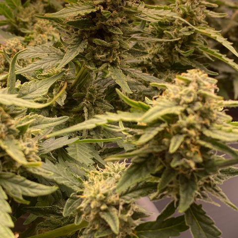 Mimosa x Orange Punch Auto growlog timeline photo