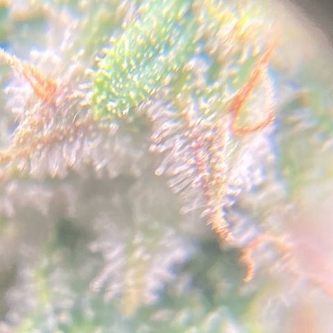 Mimosa x Orange Punch Auto growlog timeline photo