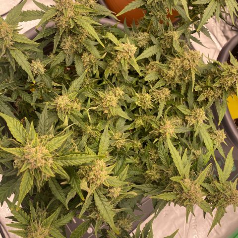Mimosa x Orange Punch Auto growlog timeline photo