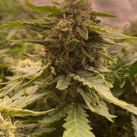 Mimosa x Orange Punch Auto growlog timeline photo