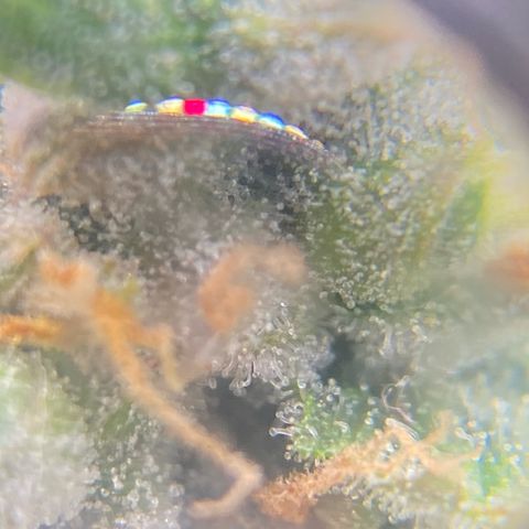 Glue Gelato Auto growlog timeline photo