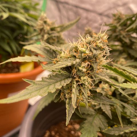 Glue Gelato Auto growlog timeline photo