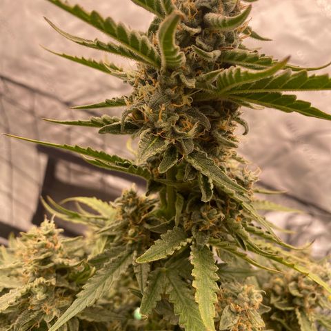 Glue Gelato Auto growlog timeline photo