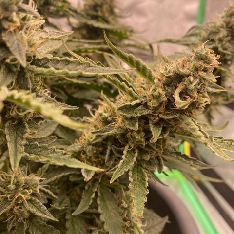 Glue Gelato Auto growlog timeline photo