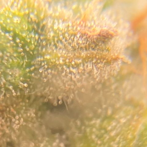 Glue Gelato Auto growlog timeline photo