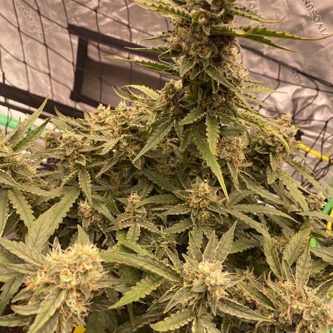 Glue Gelato Auto growlog timeline photo