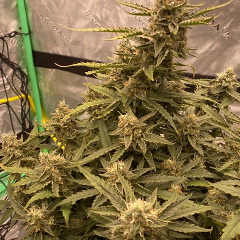Glue Gelato Auto growlog timeline photo