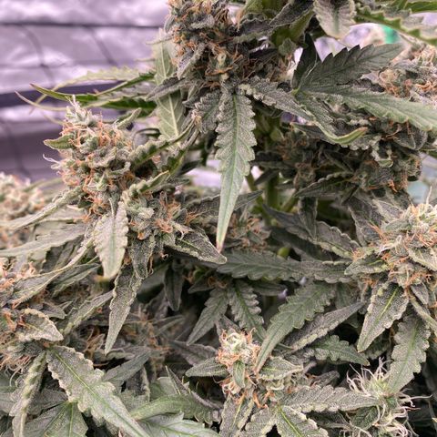 Glue Gelato Auto growlog timeline photo