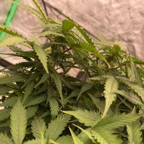 Moby Dick Auto growlog timeline photo
