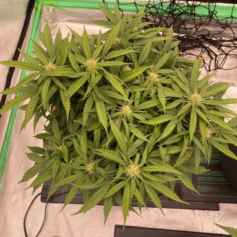 Moby Dick Auto growlog timeline photo