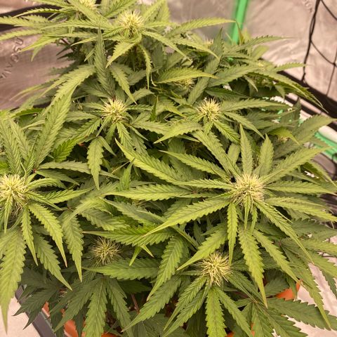 Moby Dick Auto growlog timeline photo