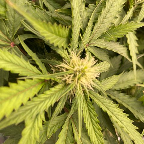 Moby Dick Auto growlog timeline photo