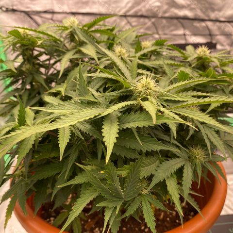 Moby Dick Auto growlog timeline photo