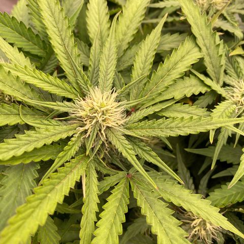 Moby Dick Auto growlog timeline photo
