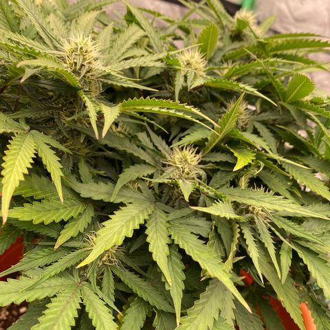 Moby Dick Auto growlog timeline photo