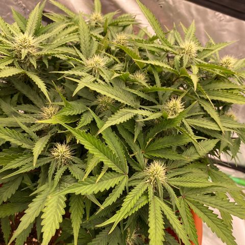 Moby Dick Auto growlog timeline photo