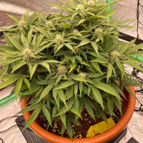 Moby Dick Auto growlog timeline photo