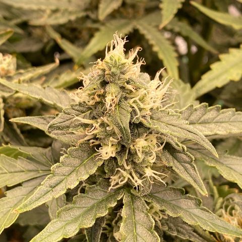 Glue Gelato Auto growlog timeline photo