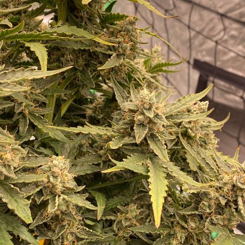 Glue Gelato Auto growlog timeline photo