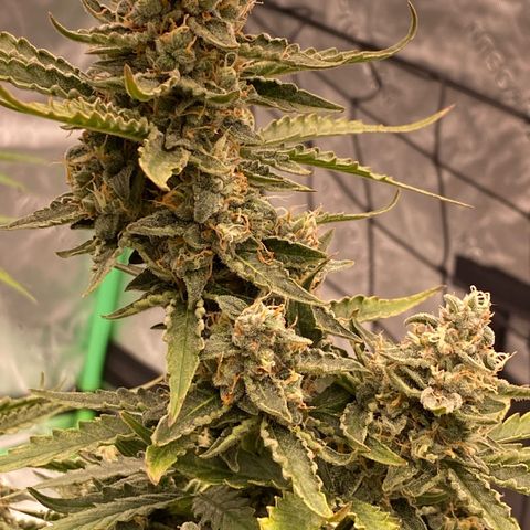 Glue Gelato Auto growlog timeline photo