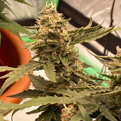 Glue Gelato Auto growlog timeline photo