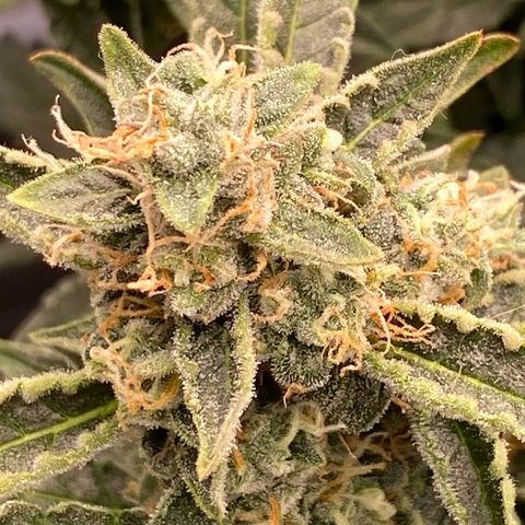 Glue Gelato Auto growlog timeline photo