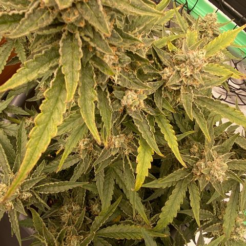 Glue Gelato Auto growlog timeline photo