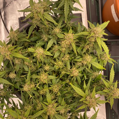 Mimosa x Orange Punch Auto growlog timeline photo