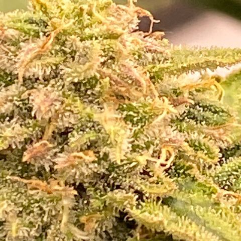 Mimosa x Orange Punch Auto growlog timeline photo