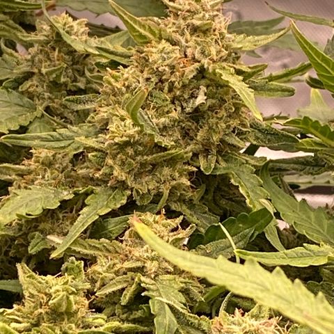 Mimosa x Orange Punch Auto growlog timeline photo