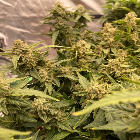 Mimosa x Orange Punch Auto growlog timeline photo